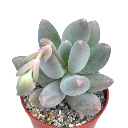 Pachyphytum 'Twilight'