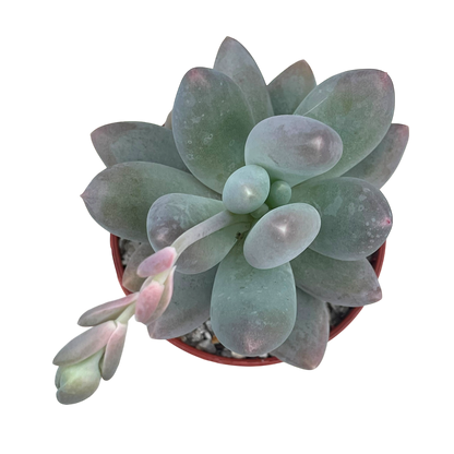 Pachyphytum 'Twilight'
