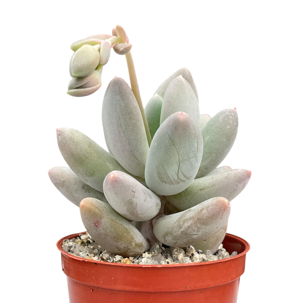 Pachyphytum 'Twilight'