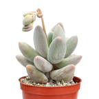 Pachyphytum 'Twilight'