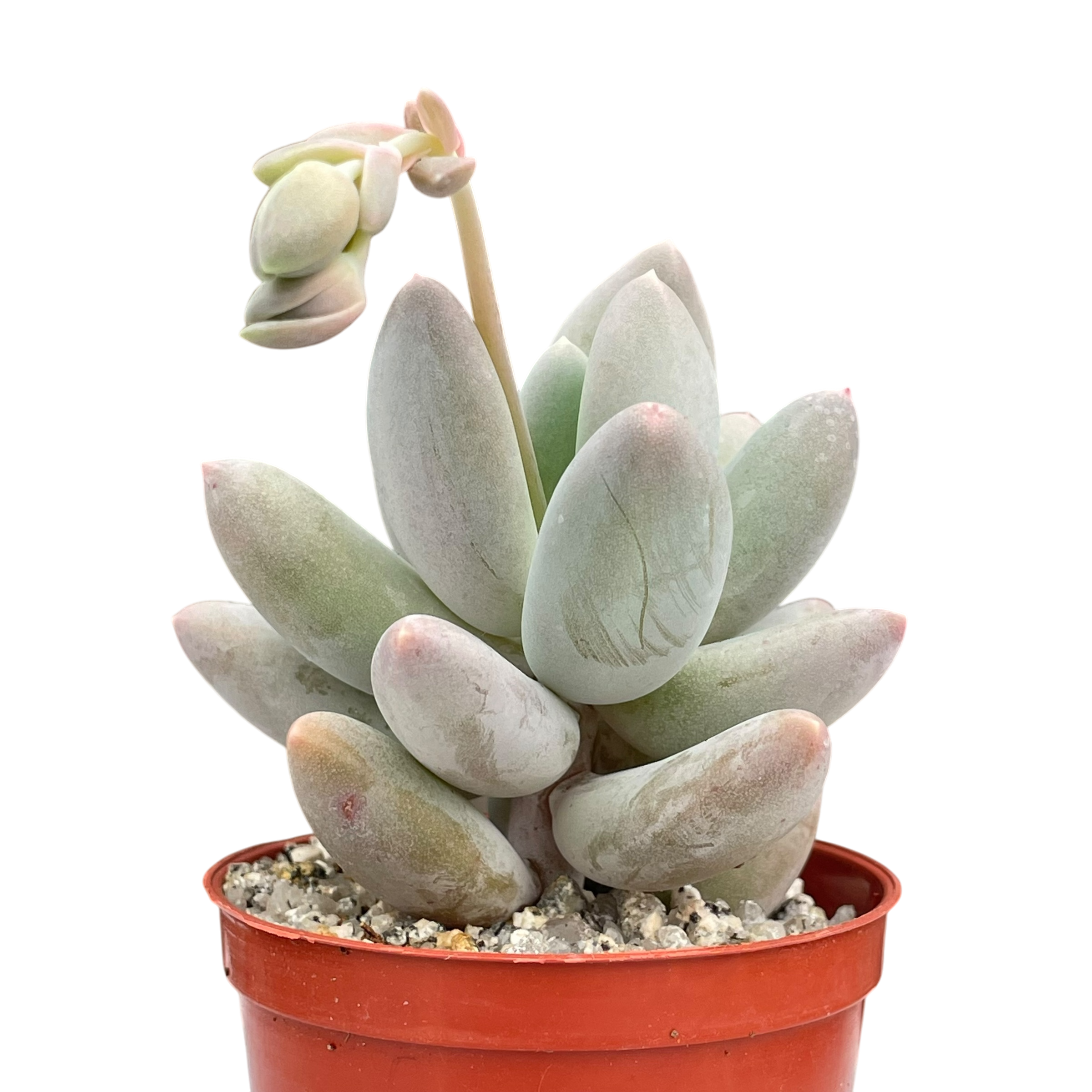 Pachyphytum 'Twilight'