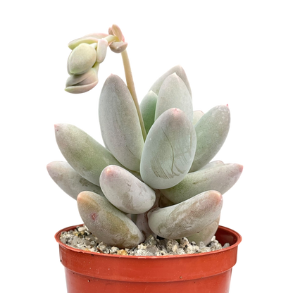 Pachyphytum 'Twilight'