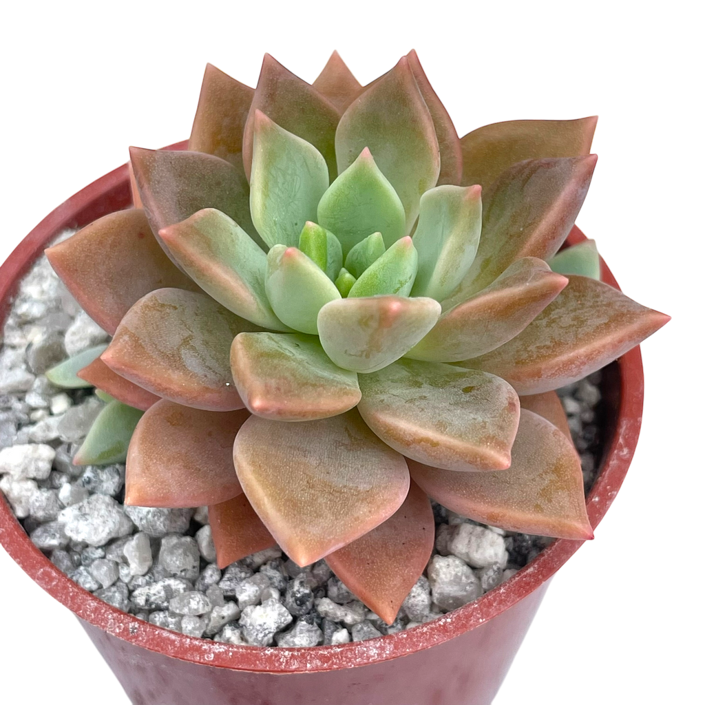 x Graptoveria 'Acaulis'