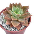 x Graptoveria 'Acaulis'