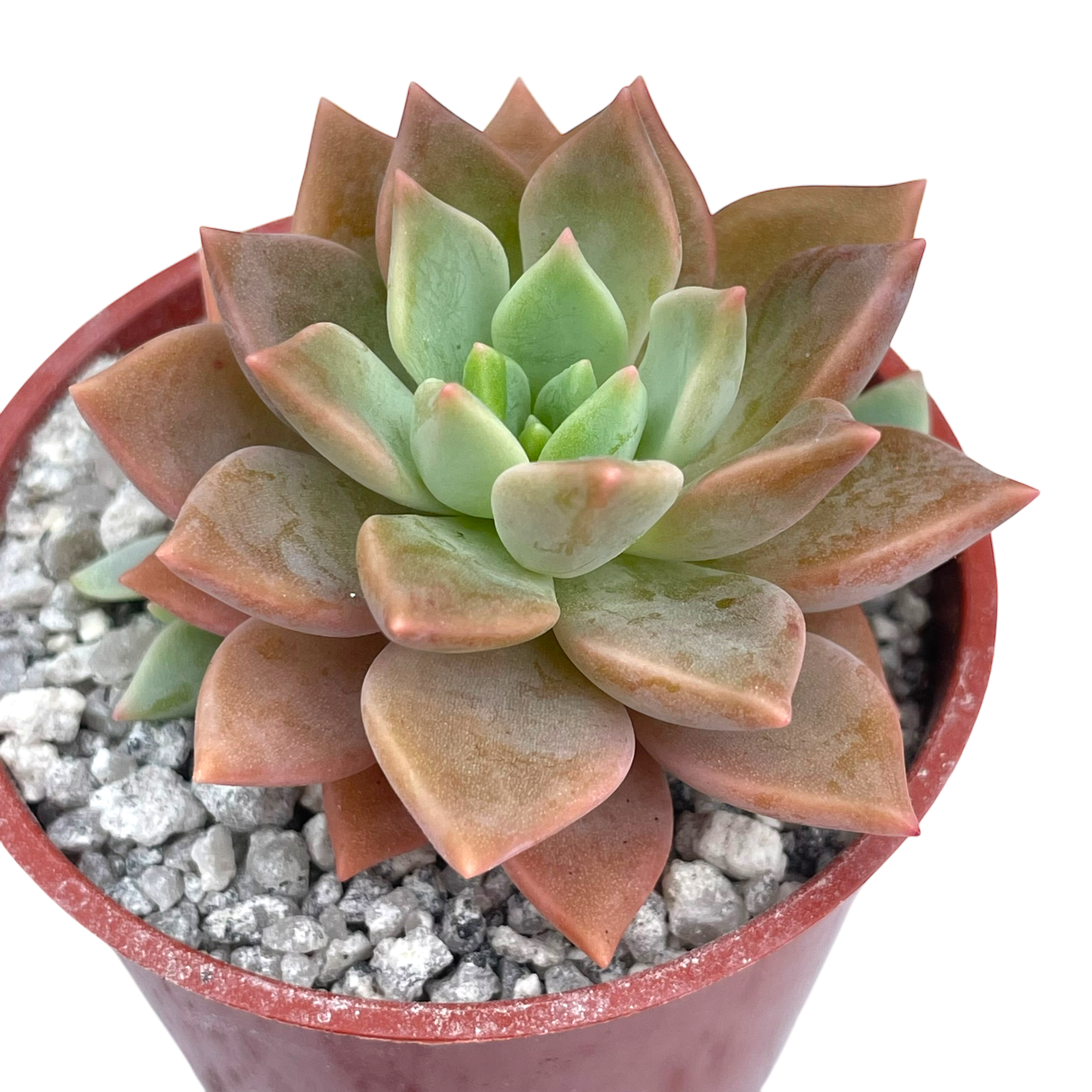 x Graptoveria 'Acaulis'