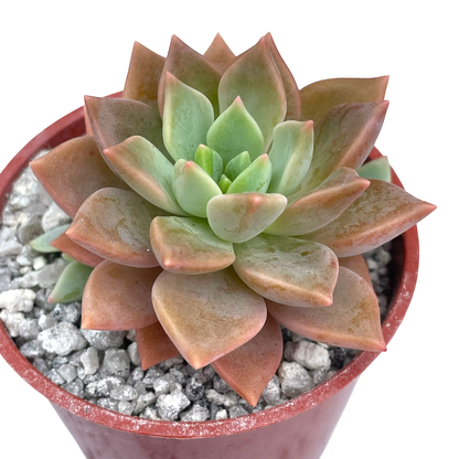 x Graptoveria 'Acaulis'