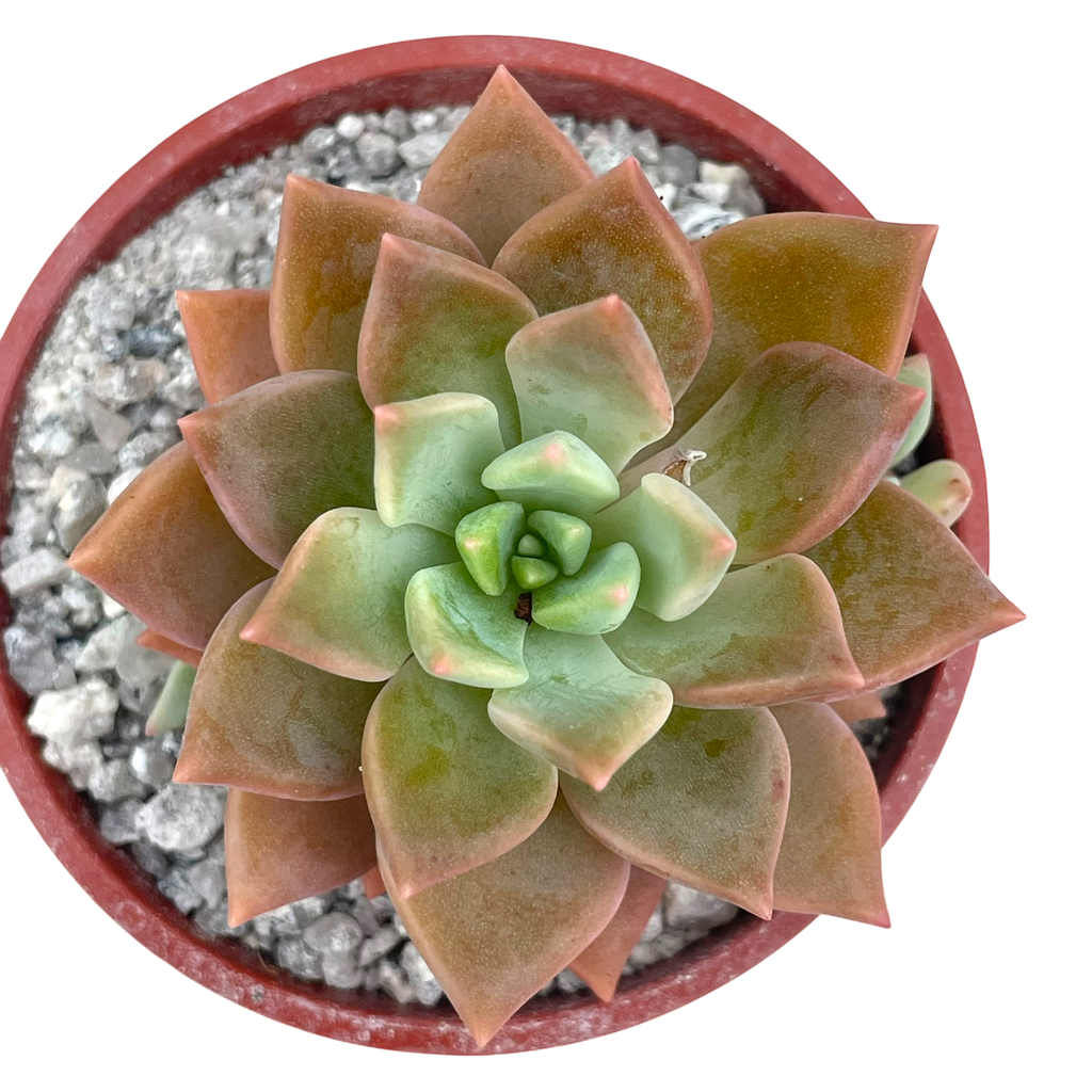 x Graptoveria 'Acaulis'
