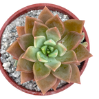 x Graptoveria 'Acaulis'