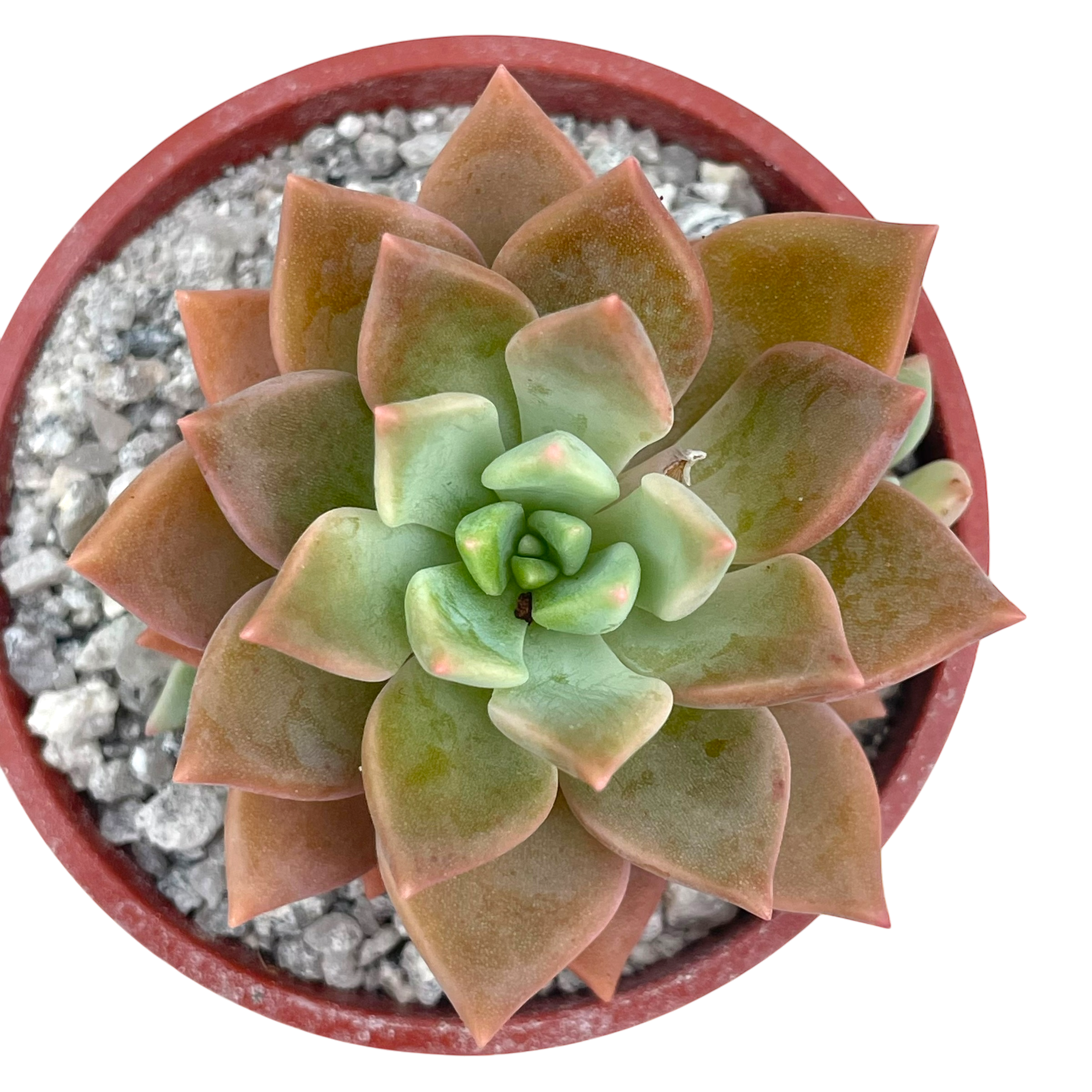 x Graptoveria 'Acaulis'