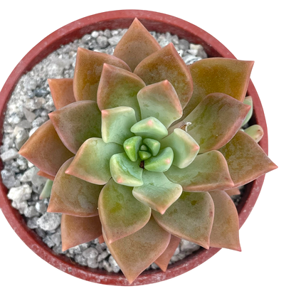 x Graptoveria 'Acaulis'
