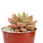 x Graptoveria 'Acaulis'