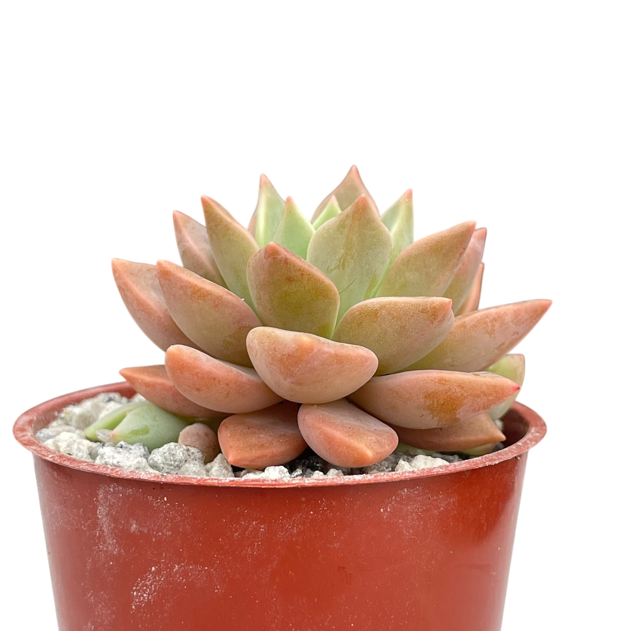 x Graptoveria 'Acaulis'