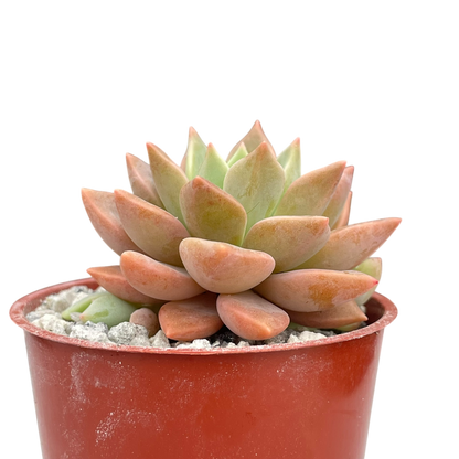x Graptoveria 'Acaulis'