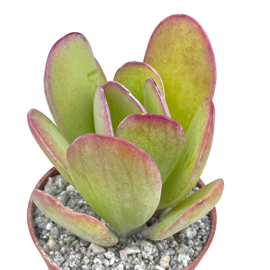 Curio amaniensis