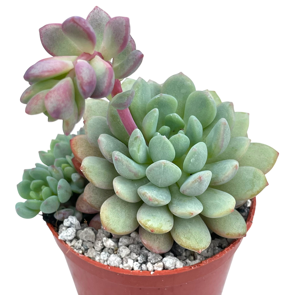 Echeveria 'Naya Elf'