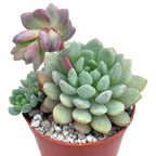 Echeveria 'Naya Elf'