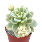 Sedum clavatum f. variegata