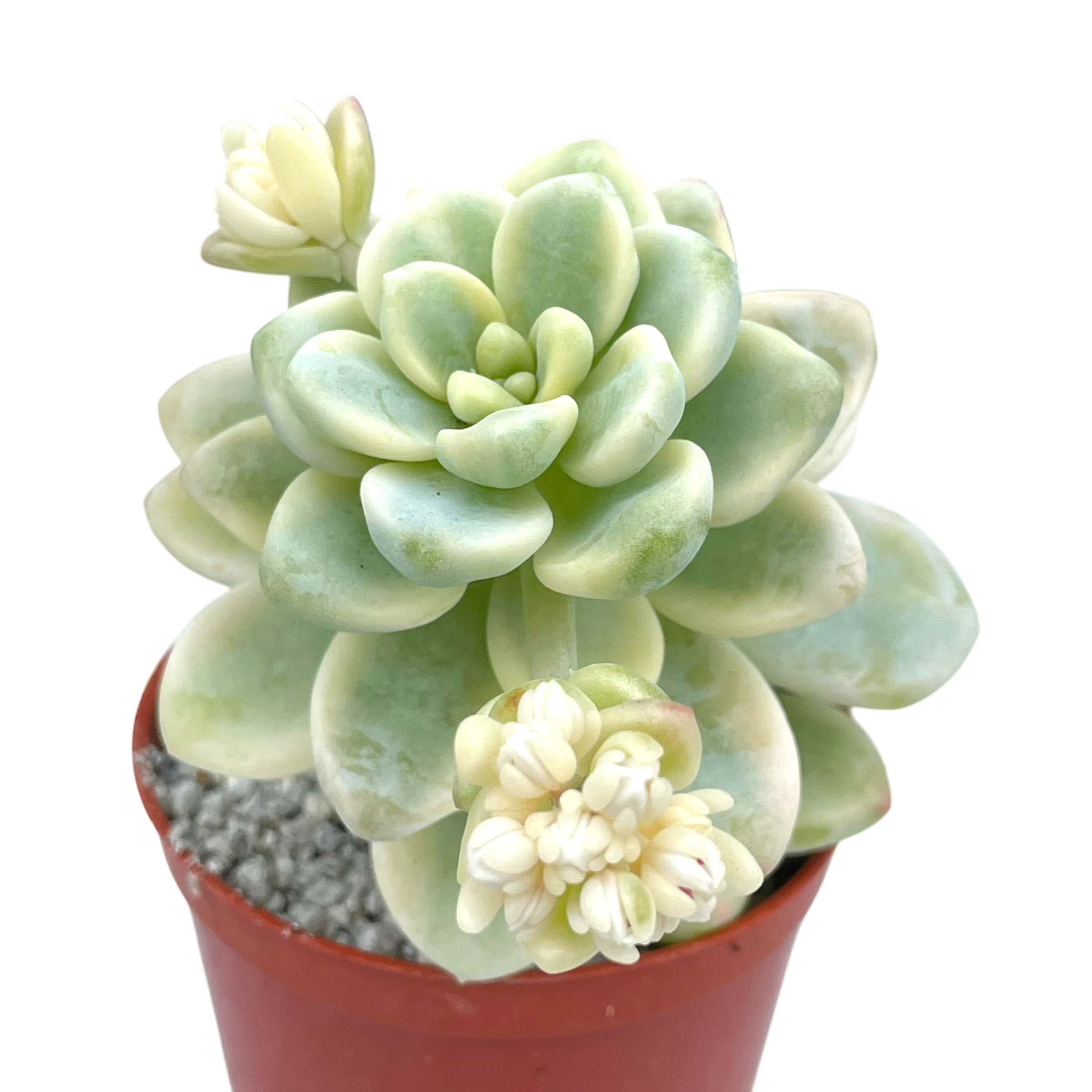 Sedum clavatum f. variegata