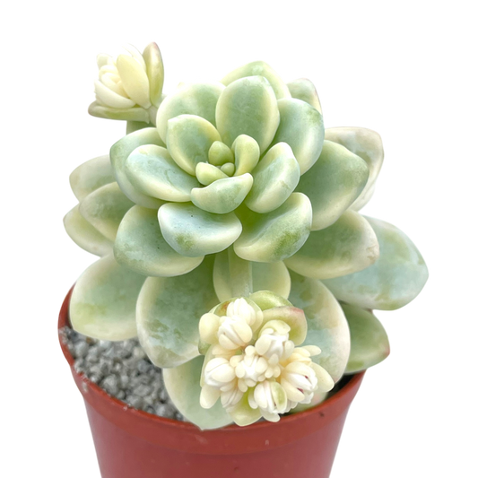 Sedum clavatum f. variegata