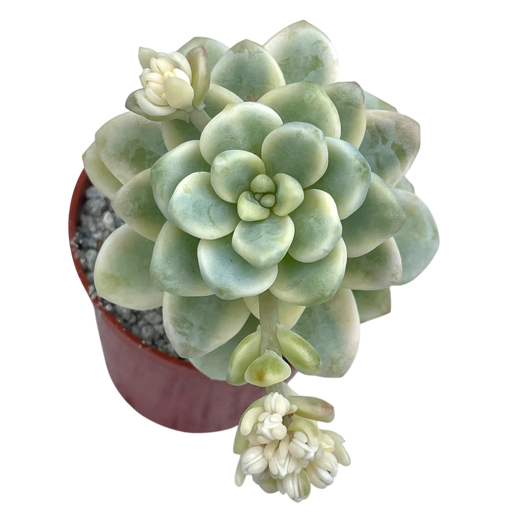 Sedum clavatum f. variegata