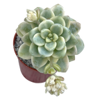 Sedum clavatum f. variegata
