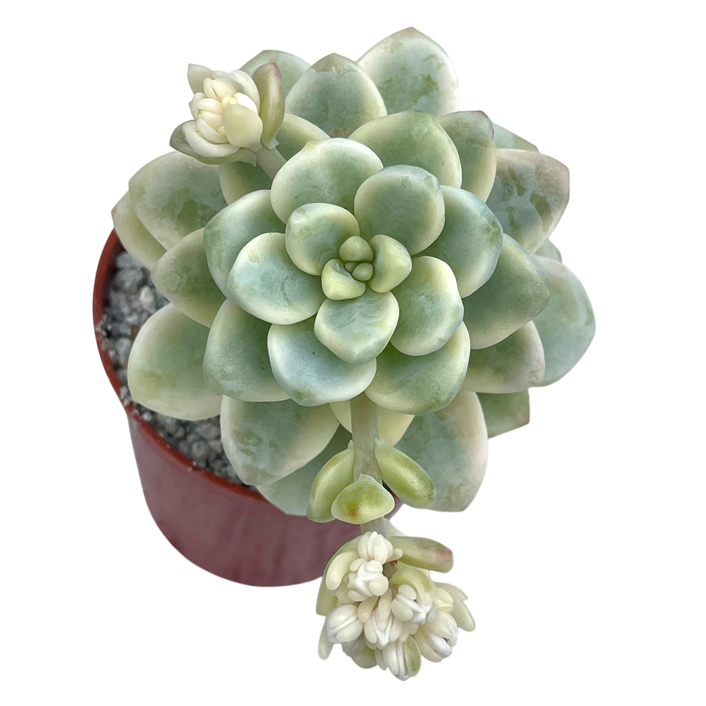 Sedum clavatum f. variegata