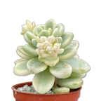 Sedum clavatum f. variegata