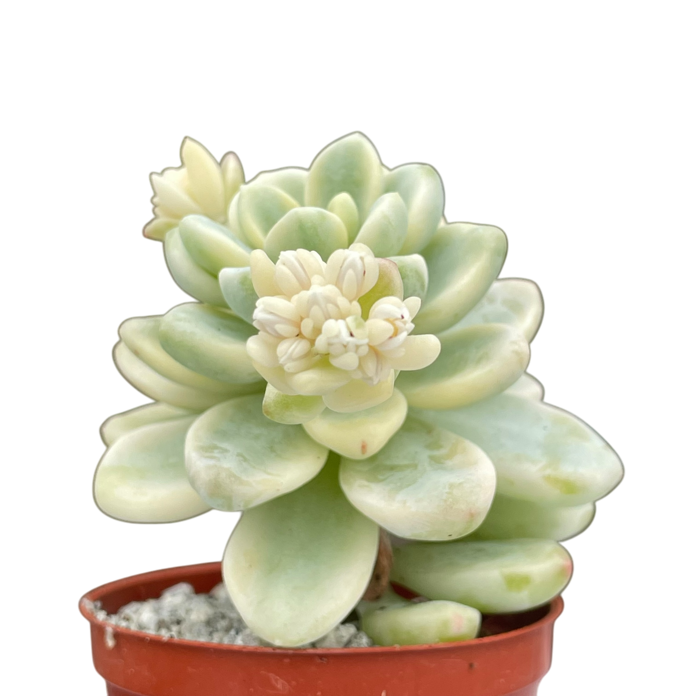 Sedum clavatum f. variegata