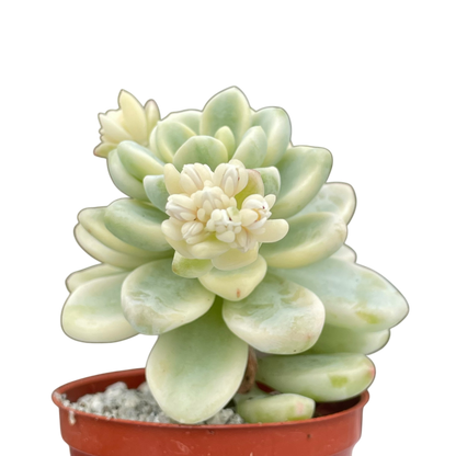 Sedum clavatum f. variegata