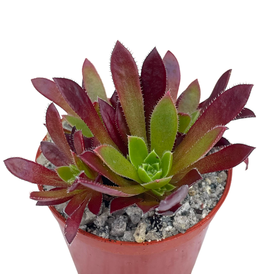 Aeonium 'Cornish Tribute'