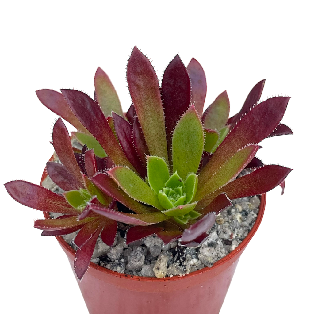 Aeonium 'Cornish Tribute'