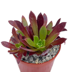 Aeonium 'Cornish Tribute'