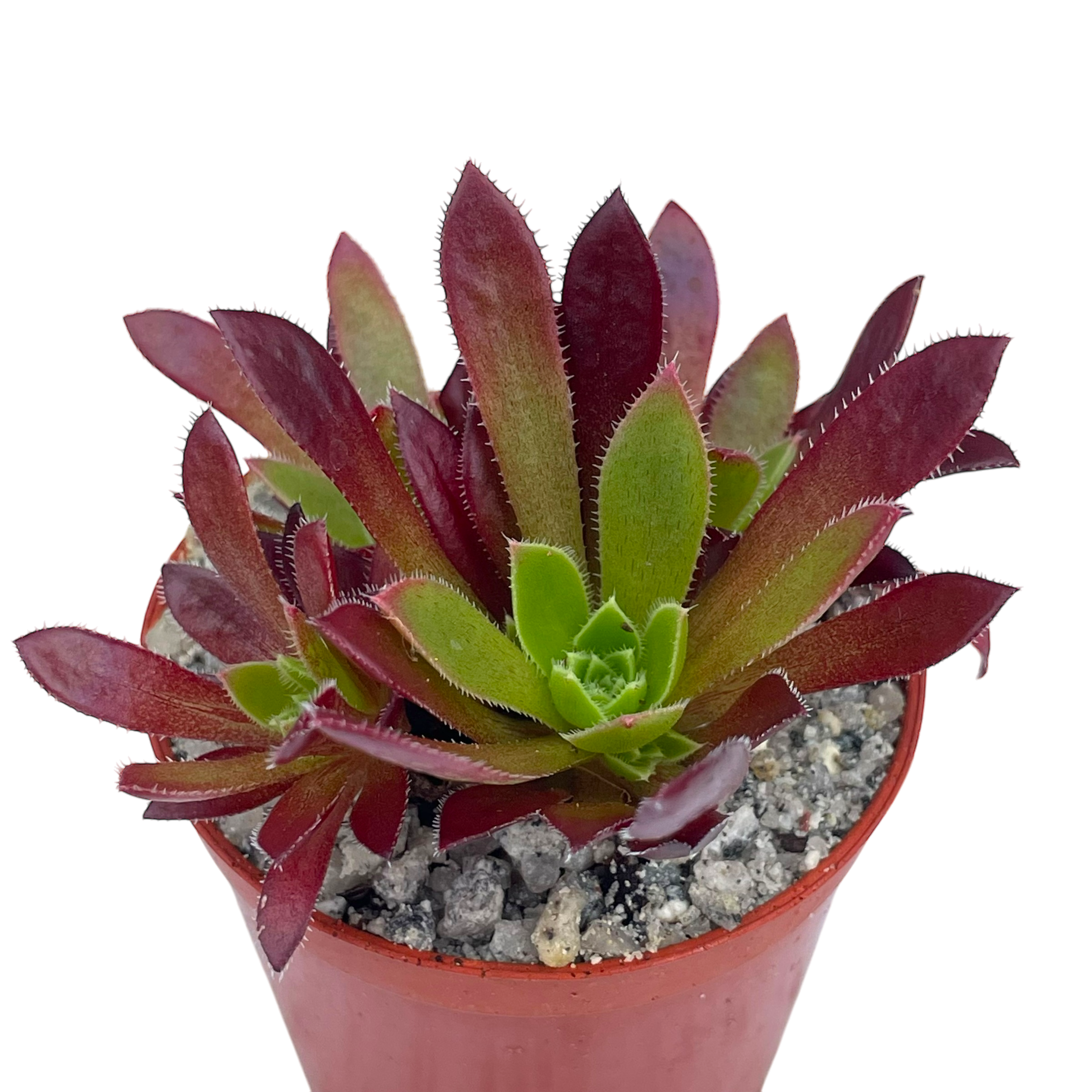 Aeonium 'Cornish Tribute'