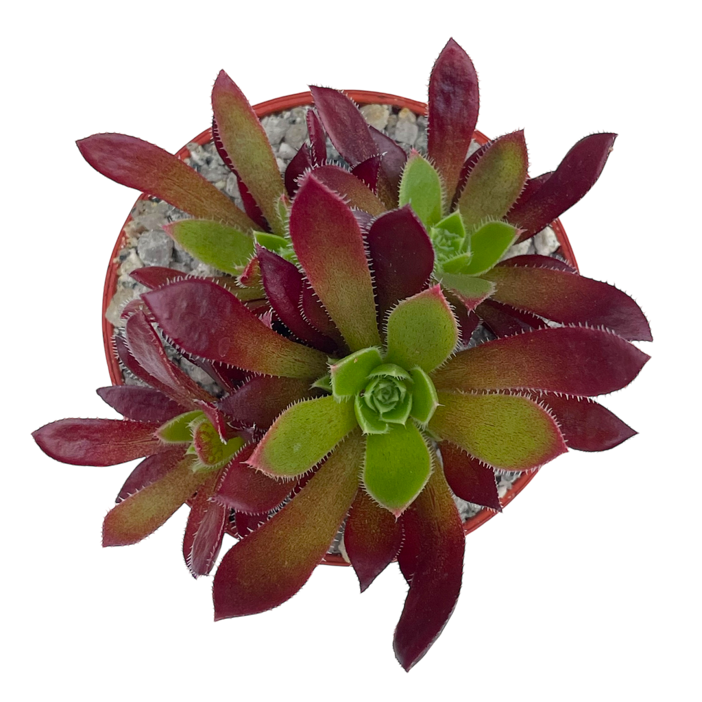 Aeonium 'Cornish Tribute'