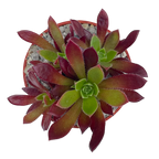 Aeonium 'Cornish Tribute'