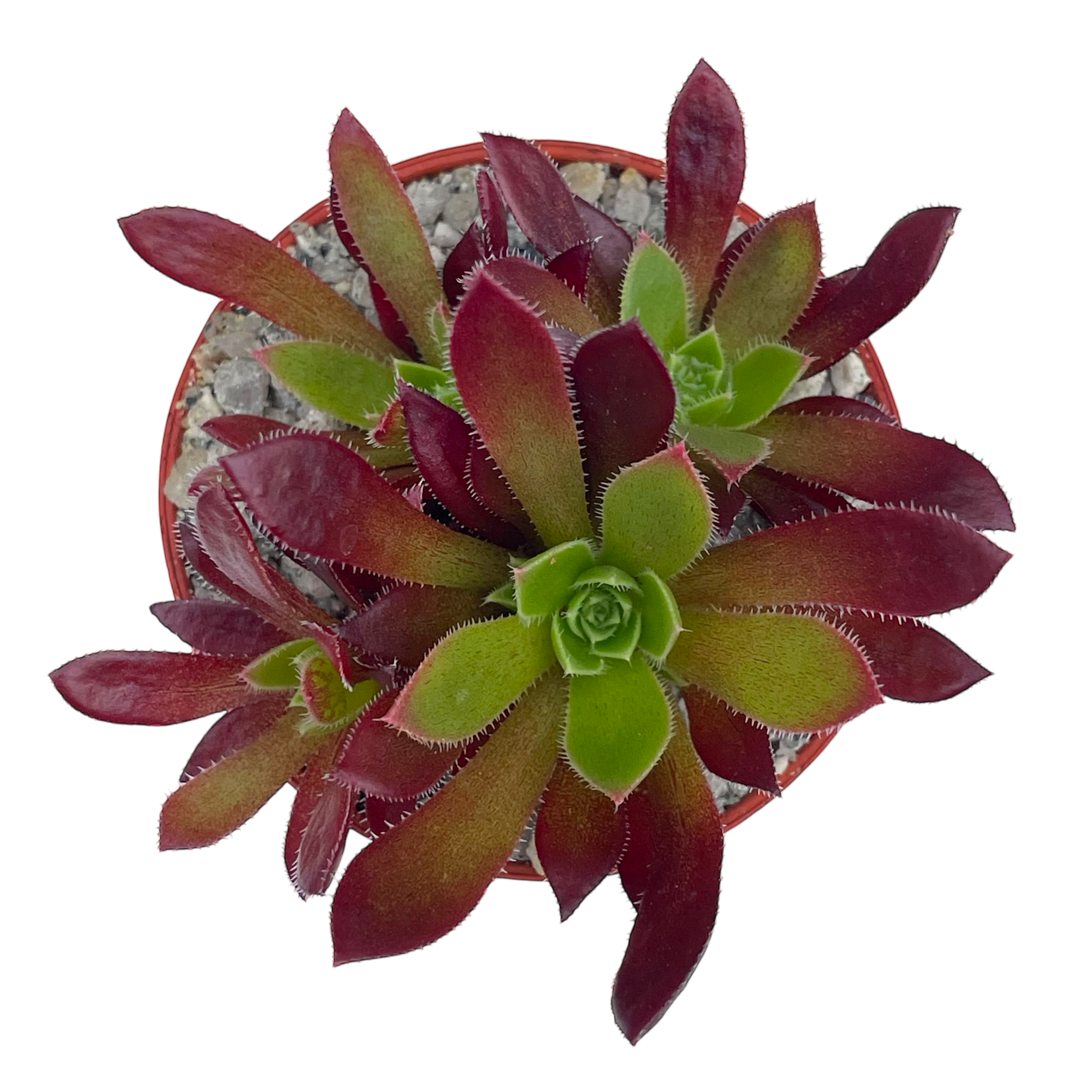 Aeonium 'Cornish Tribute'