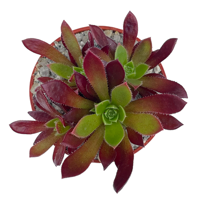 Aeonium 'Cornish Tribute'