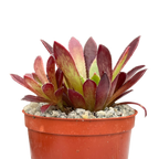 Aeonium 'Cornish Tribute'