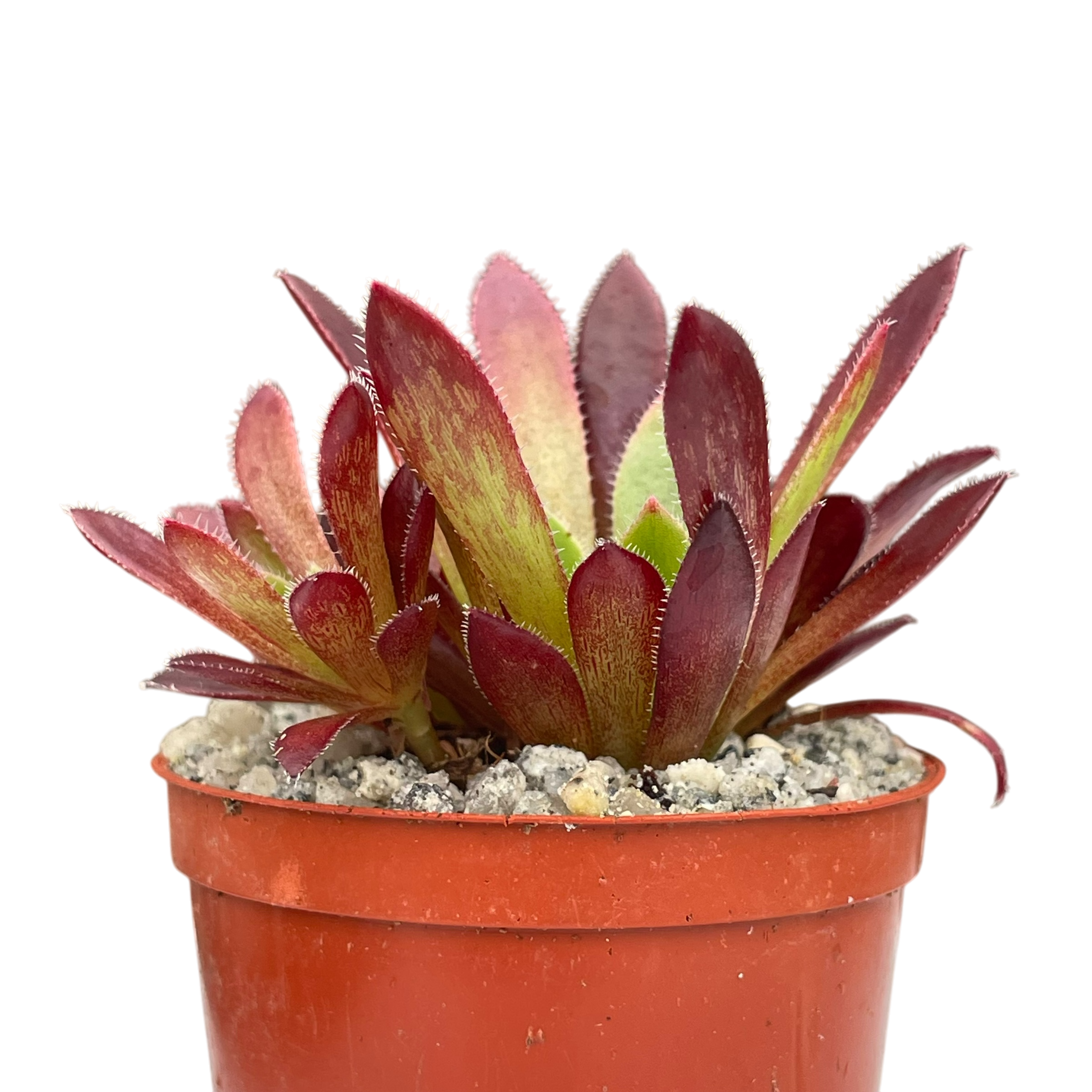 Aeonium 'Cornish Tribute'