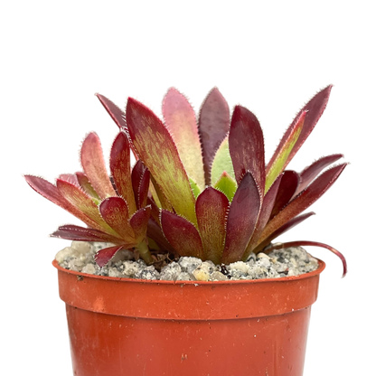 Aeonium 'Cornish Tribute'