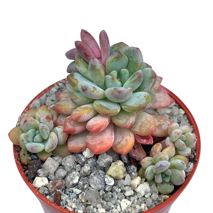 x Sedeveria 'Blue Elf'