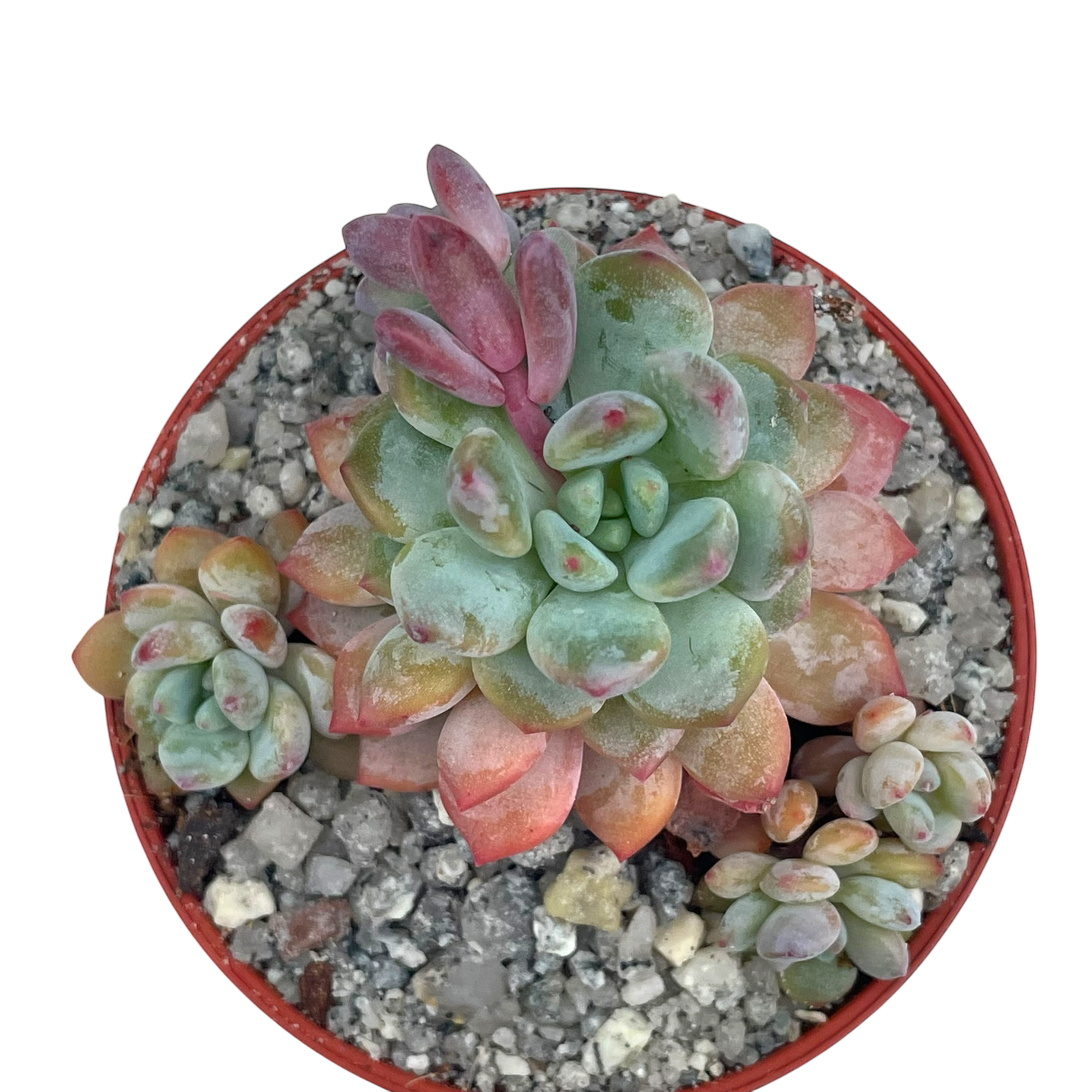 x Sedeveria 'Blue Elf'
