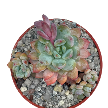 x Sedeveria 'Blue Elf'