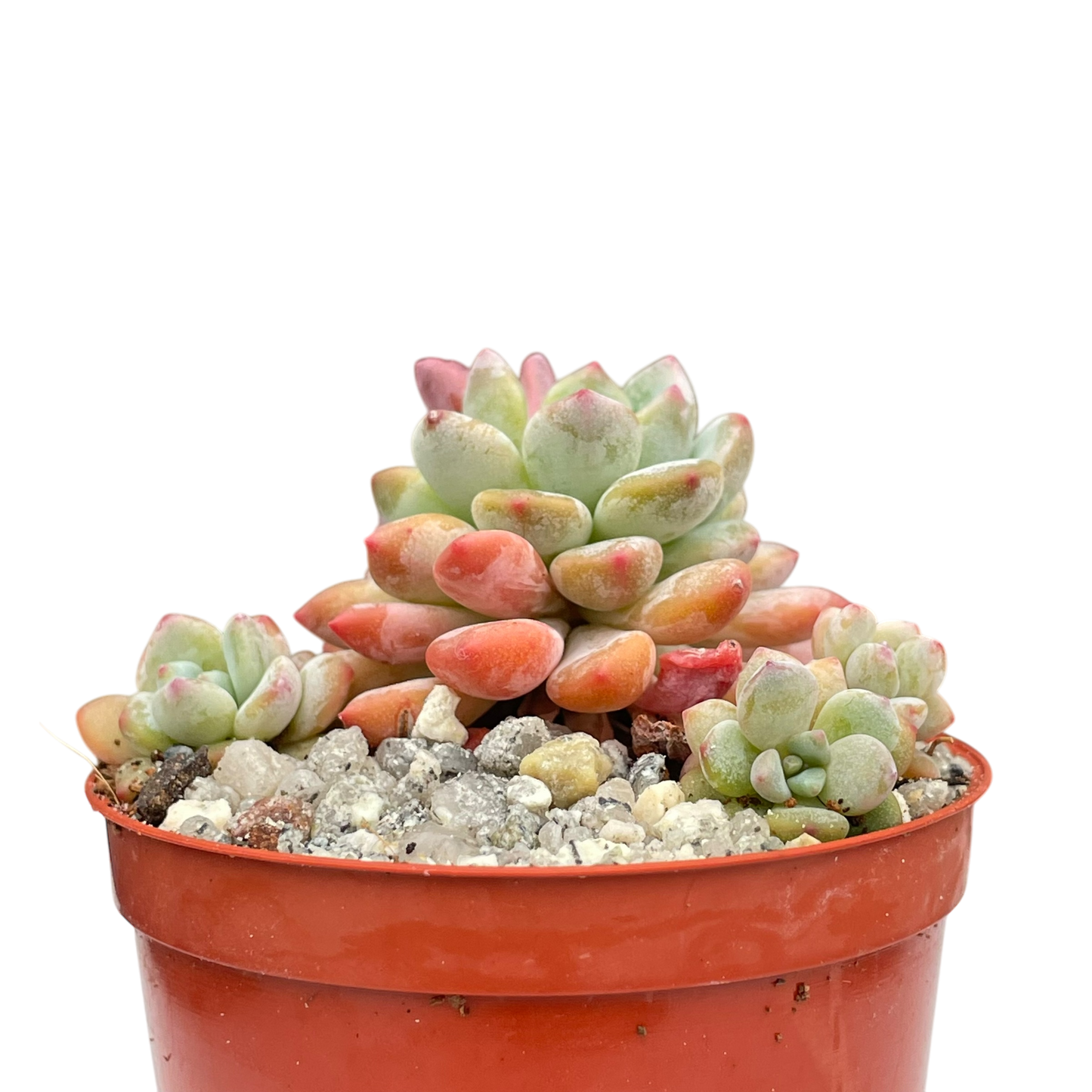 x Sedeveria 'Blue Elf'