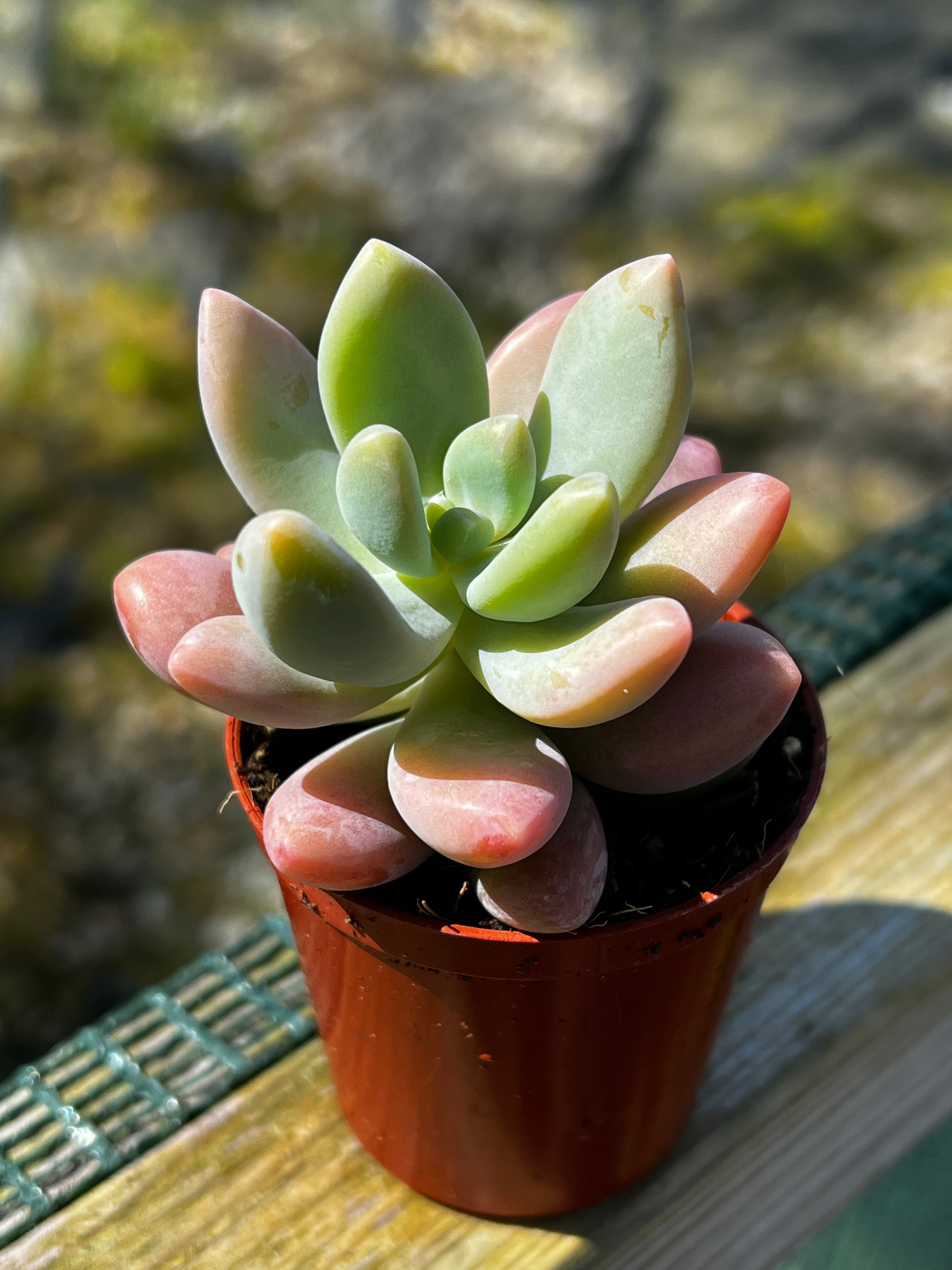 x Sedeveria 'Giant Blue'