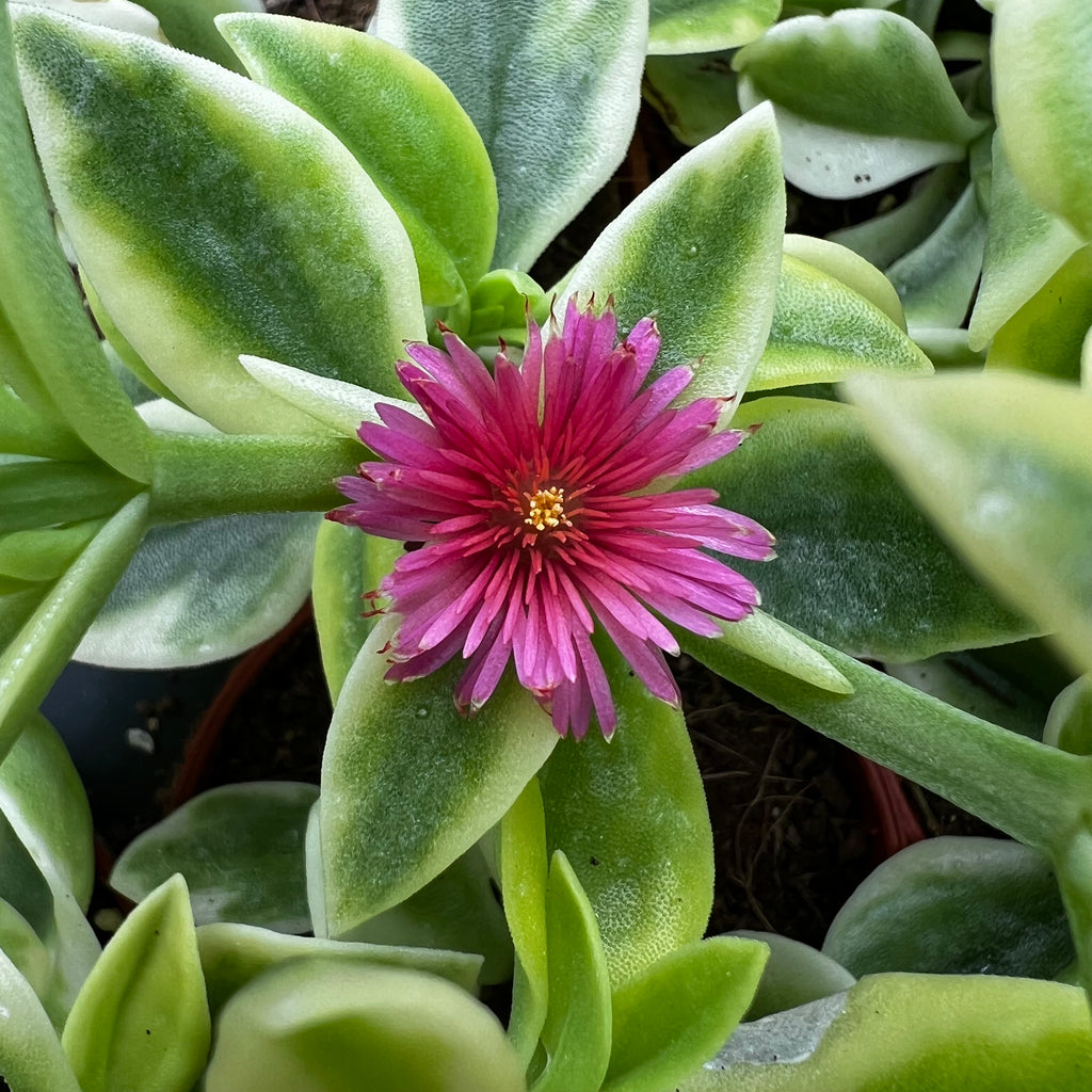 Aptenia cordifolia variegata