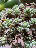 Sedum dasyphyllum minor