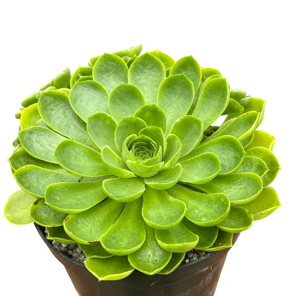 Aeonium 'Limelight'