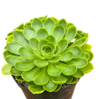 Aeonium 'Limelight'