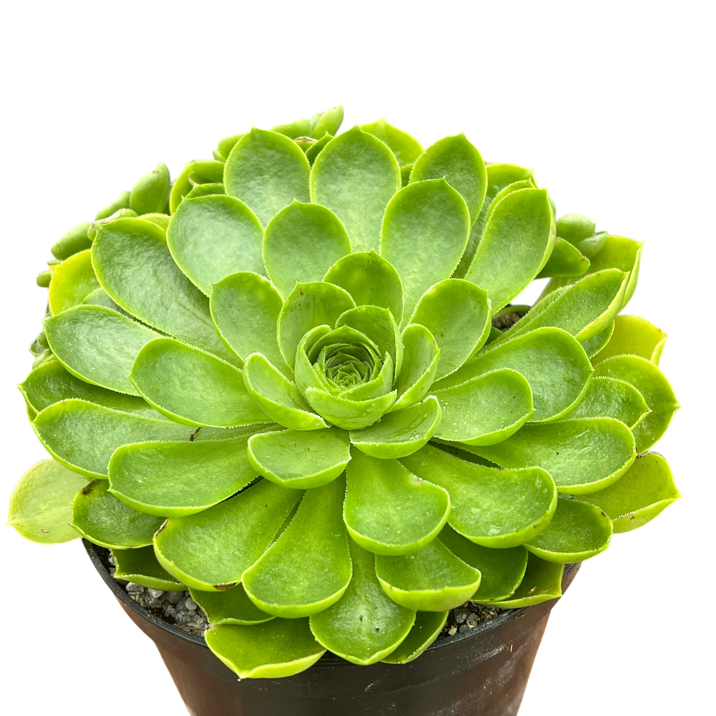 Aeonium 'Limelight'